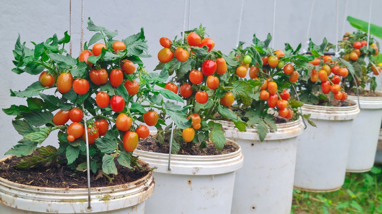 Ilgi cekici bir beceri Bakim gerektirmeyen asili kiraz domateslerinin meyvesinden
