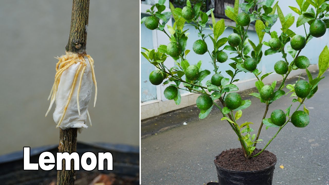 gpt3Write an interesting title about How to grow lemon tree